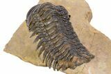 Flying Crotalocephalina Trilobite - Lghaft, Morocco #301943-5